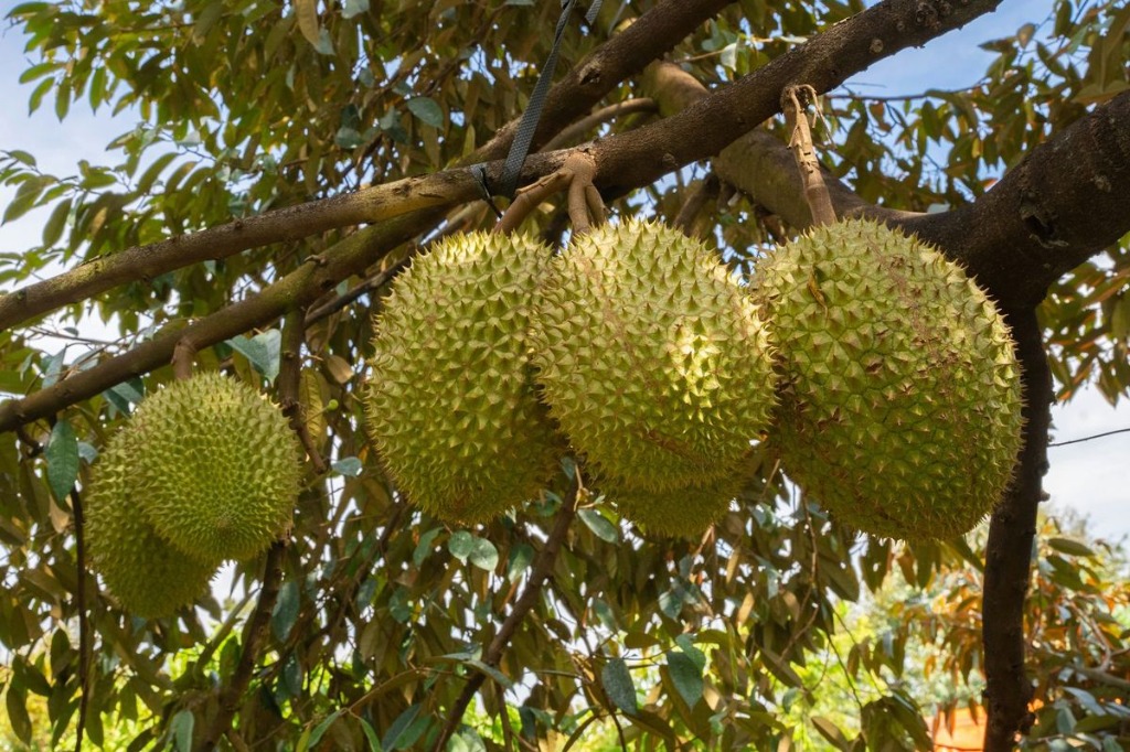 Dewasena Farm